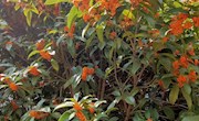 丹桂花开  书香袭人