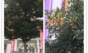 课堂教研是根本，专家引领促成长