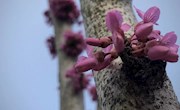 居家锻炼小能手二：像花儿一样绽放