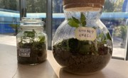 小小生态瓶，生物大世界——记七年级“生态瓶制作”大赛