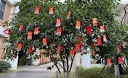 独墅湖畔祈愿树，树下同许读书梦